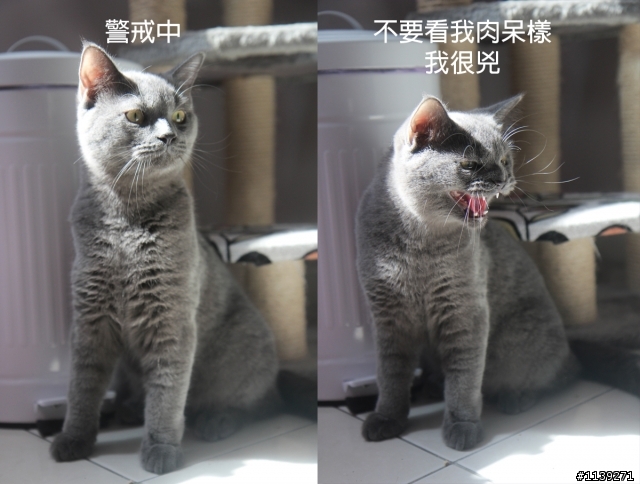 新來一隻貓，舊貓的反應(好笑)