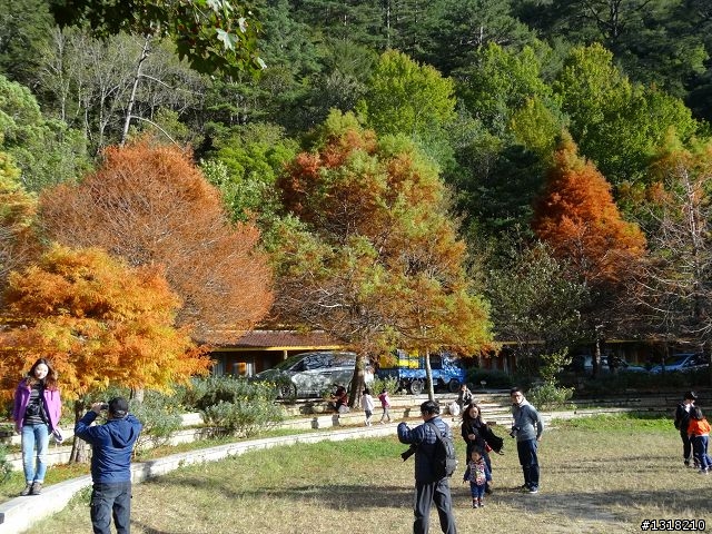 親子旅遊-武陵農場and 桃山瀑布步道