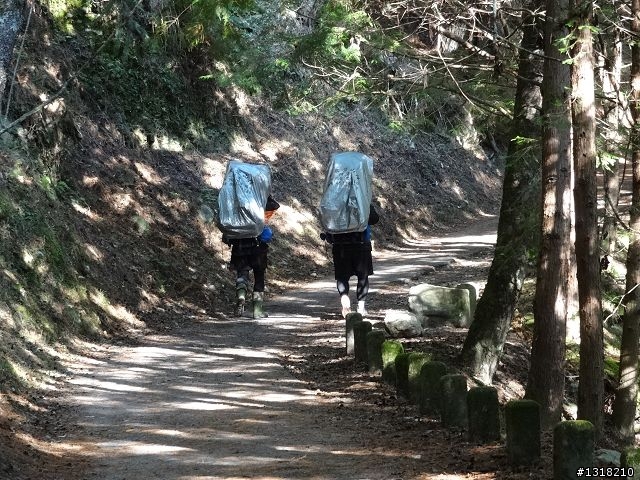 親子旅遊-武陵農場and 桃山瀑布步道