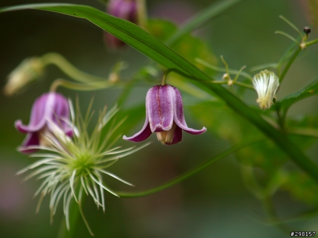 請教花卉達人...