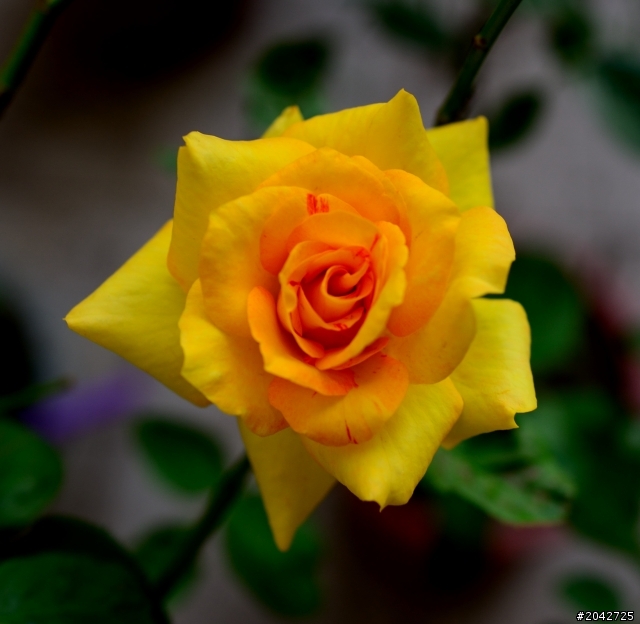 nikon d800的第二顆鏡頭該如何選擇呢？？？