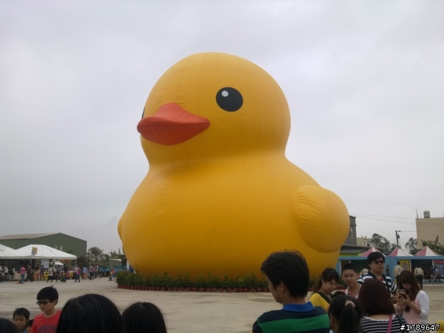 桃園黃色小旱鴨