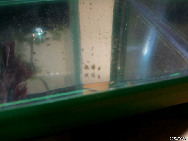 我的鬥魚怎麼了?
