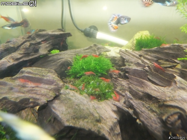 魚蝦共和國