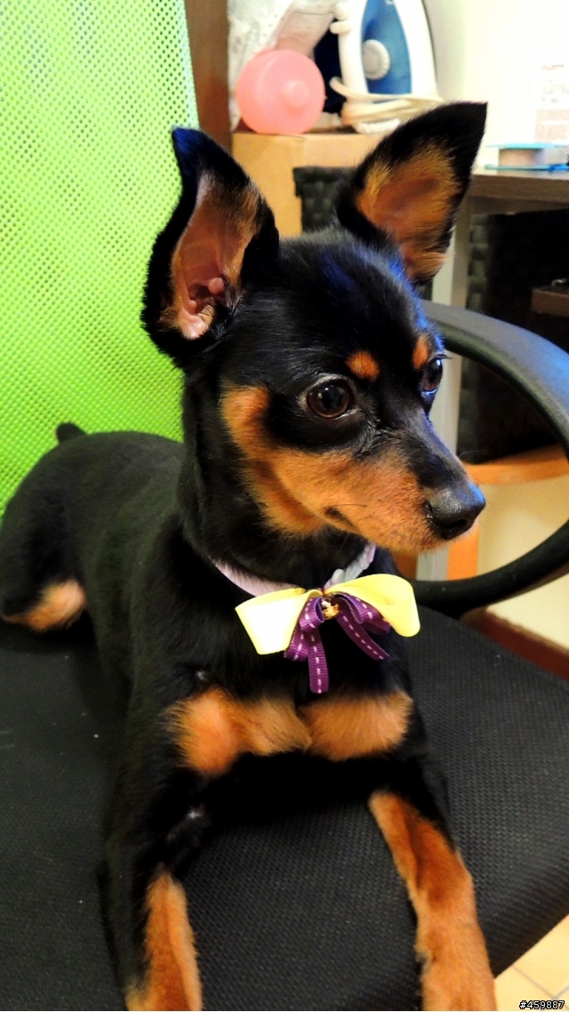請問如何讓新來的幼犬與家中的狗盡早和平相處!?