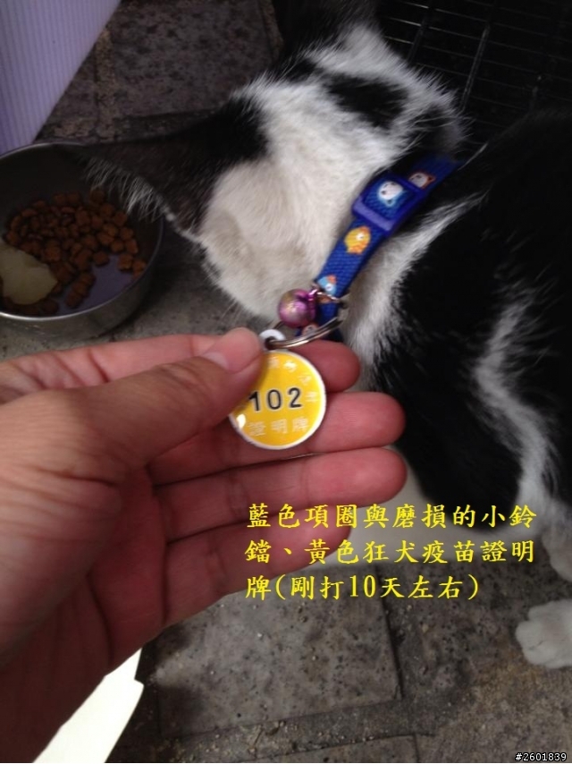 急！貓咪走失！台北市重慶南路與南海路交叉口！(已尋獲，感謝大家)