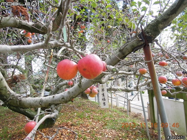 分享福壽山~楓紅+蘋果+奇異果