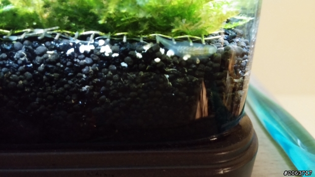 水族箱裡不知什麼生物??