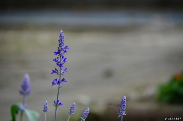 [蓋公寓吧!]Nikon 18-300mm 新旅遊鏡頭
