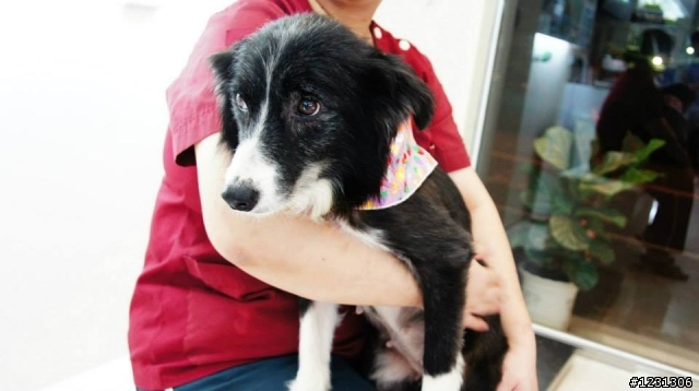 [嘉義] 邊境牧羊犬送養
