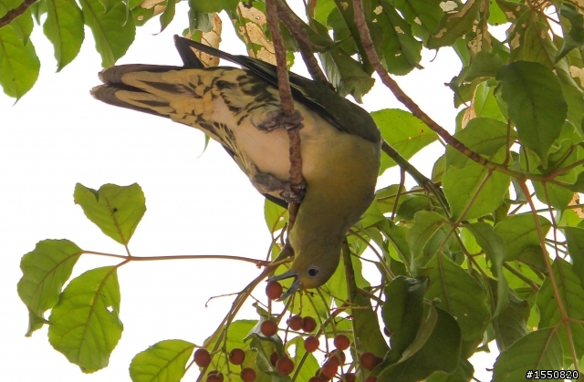 請問這隻鳥是什麼鳥?