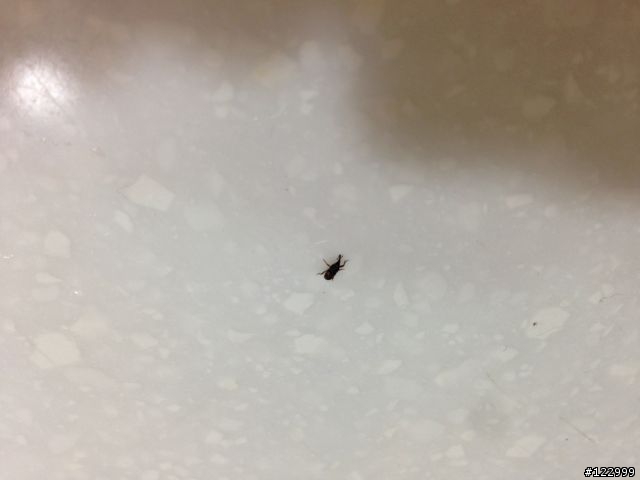 請問這是什麼蟲? 0.2公分，好像頭有角!