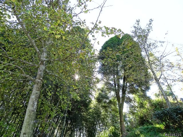 親子旅遊-竹山瞎晃