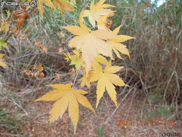 分享福壽山~楓紅+蘋果+奇異果