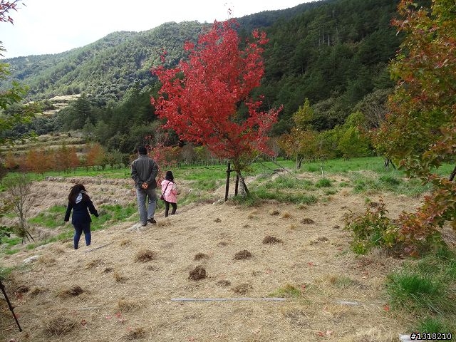 親子旅遊-武陵農場and 桃山瀑布步道