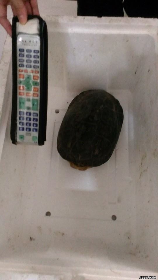 撿到烏龜怎麼辦?