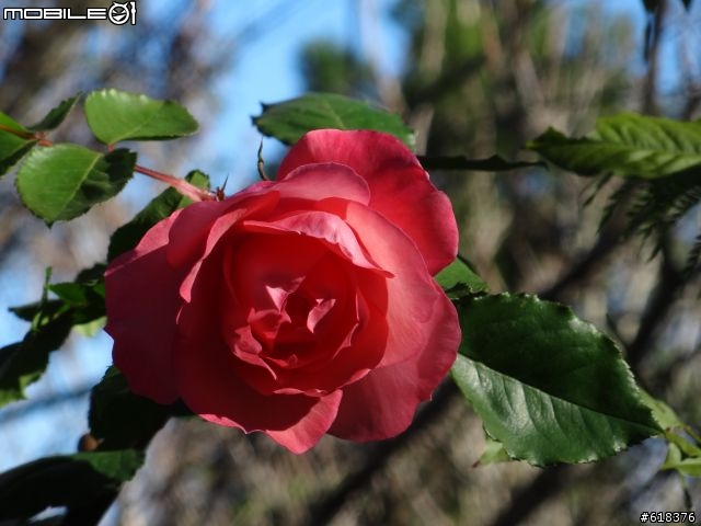 11/23 紅薔薇第四露......消夜場有人超犯規的啦