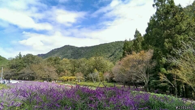 不專業之福壽山露營，順遊武陵農場