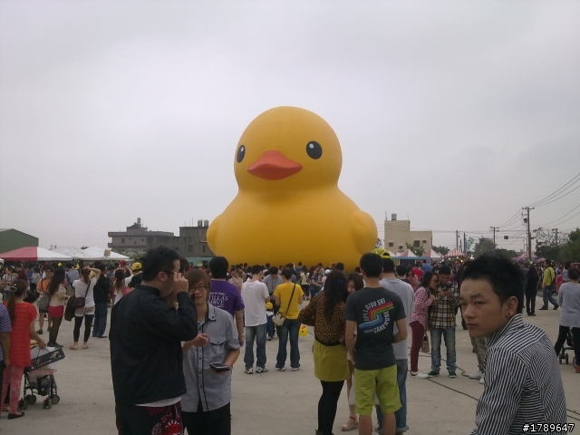 桃園黃色小旱鴨