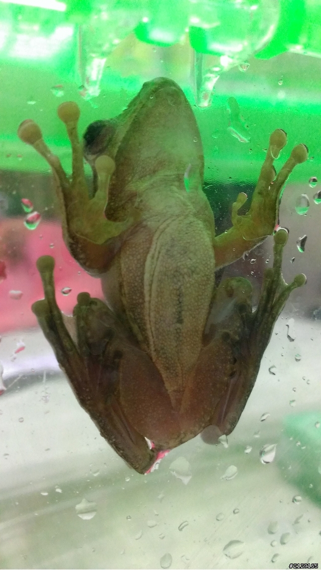 這是什麼樹蛙?!