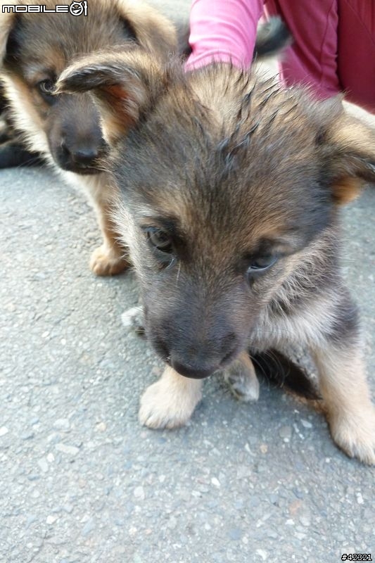 [台中霧峰]優質幼犬免費認養(父:黑台灣土狗；母:德國狼犬)