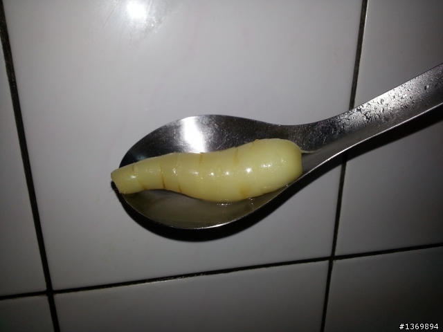 這個食物是.....?這是植物吧？