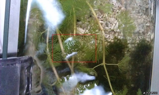 [問][水族]水草上的白點
