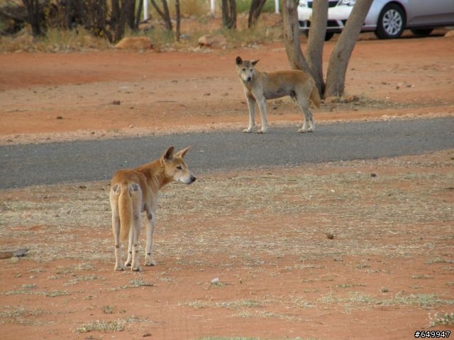 Uluru (aka Ayer's Rock) 露營行程  (圖多）