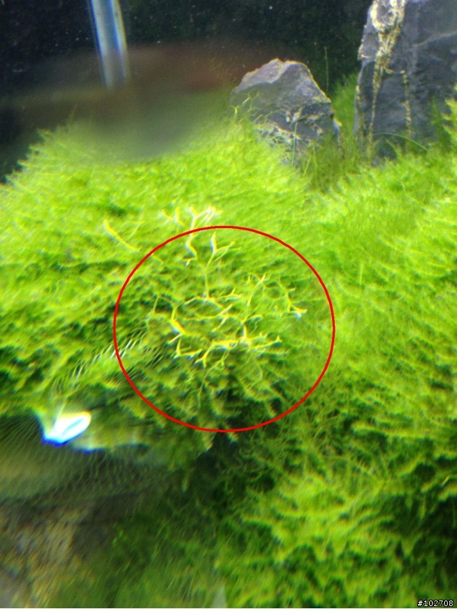 魚缸水草不知名物體？ 莫絲孢子？