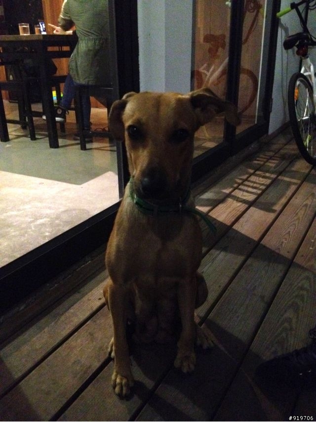 ［急］屏東流浪狗狗1大+2小急需認養