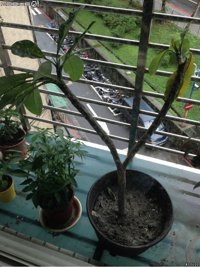 請問下我的雞蛋花生病了嗎