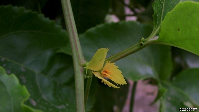 Nikon 18倍隨身小DC S9300 微距攝影分享