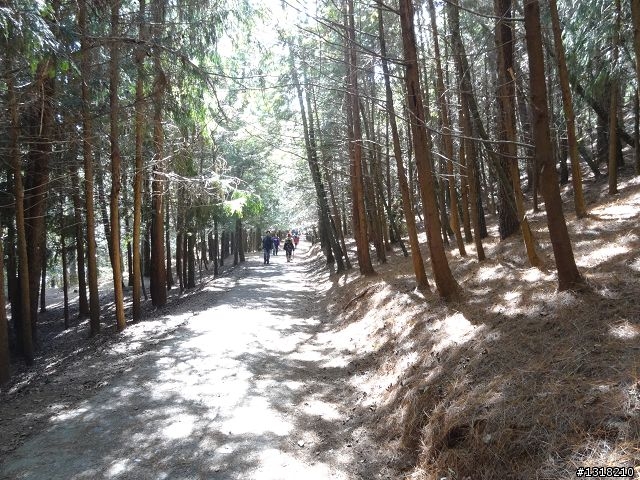 親子旅遊-武陵農場and 桃山瀑布步道