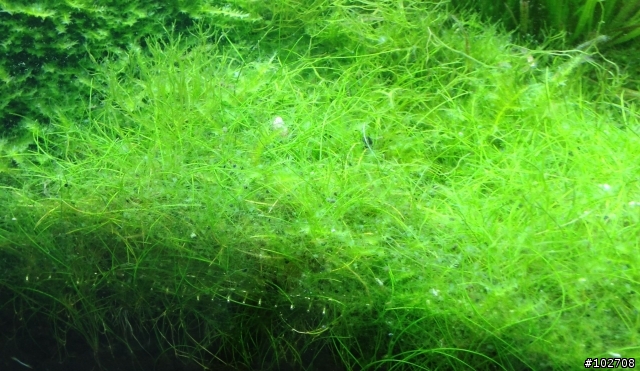 魚缸水草不知名物體？ 莫絲孢子？