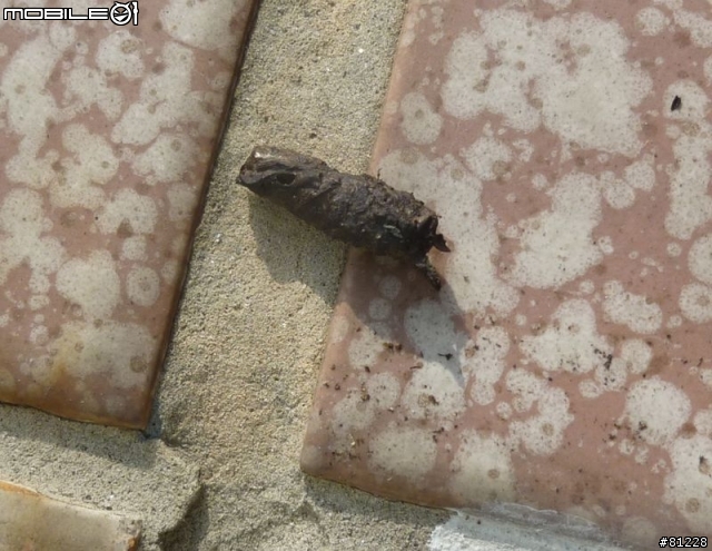 請問這是哪一種飛禽或動物的便便？(內有動物便便照片，不喜勿入喔，謝謝)