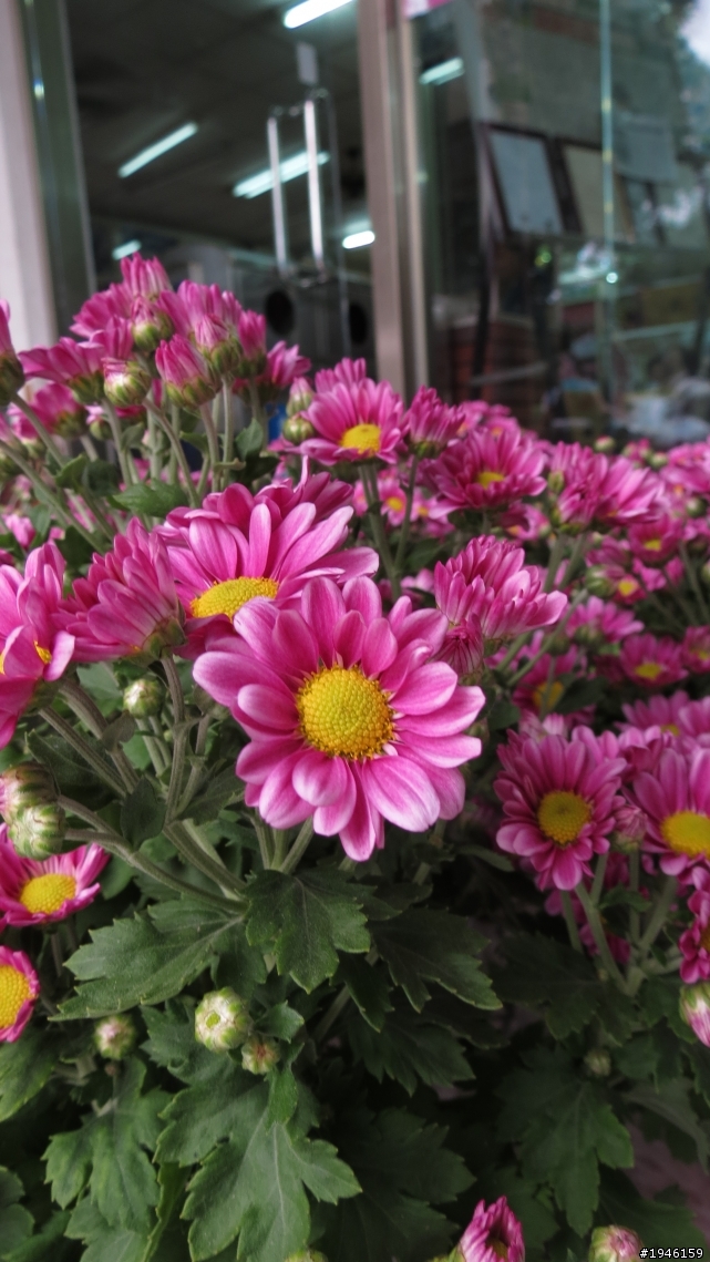 【景點】2013年苗栗杭菊節