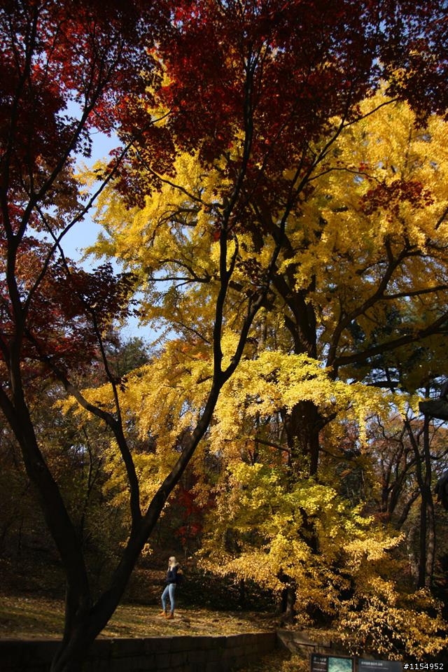 韓國秋天也很美