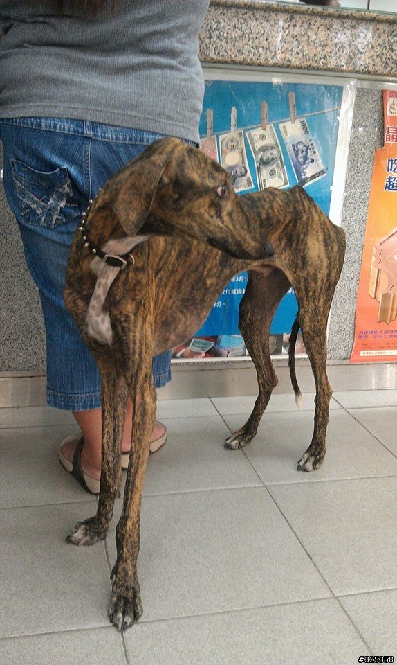 誰家遺失了惠比特犬(或是靈堤)