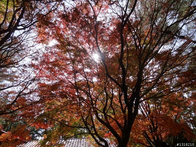 親子旅遊-褔壽山農場 and 合歡溪步道