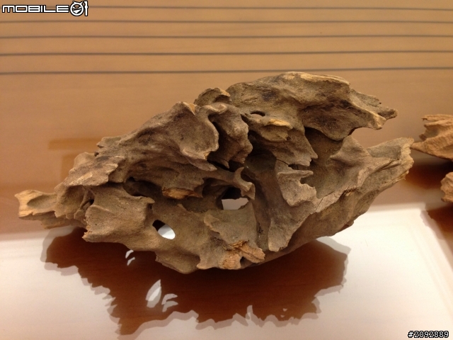 新手設缸 - 沉木選擇疑問