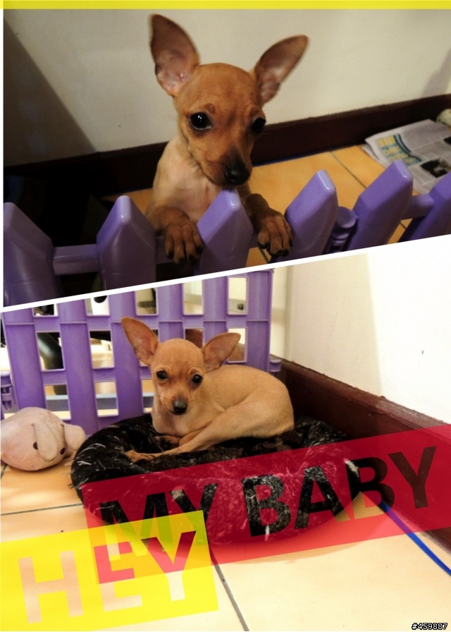請問如何讓新來的幼犬與家中的狗盡早和平相處!?