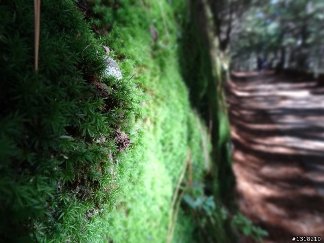 親子旅遊-武陵農場and 桃山瀑布步道