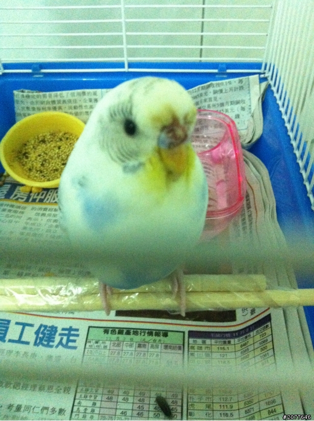 請問這是什麼鳥?