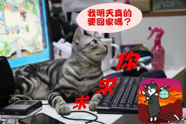 貓白血疑問