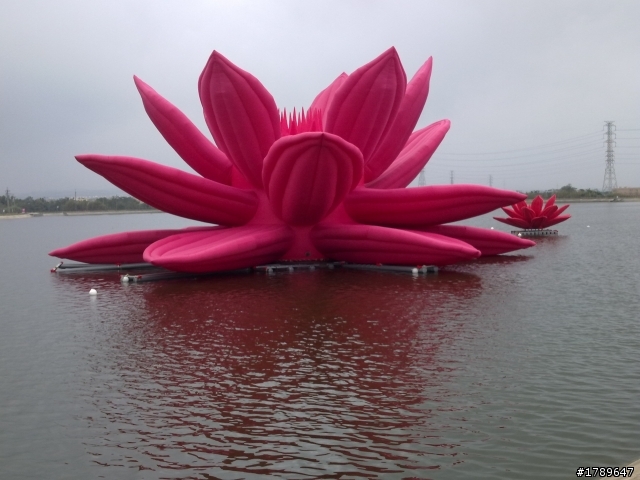 桃園黃色小旱鴨