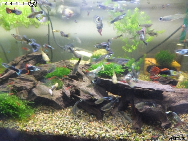 魚蝦共和國
