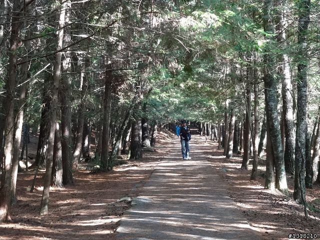 親子旅遊-武陵農場and 桃山瀑布步道