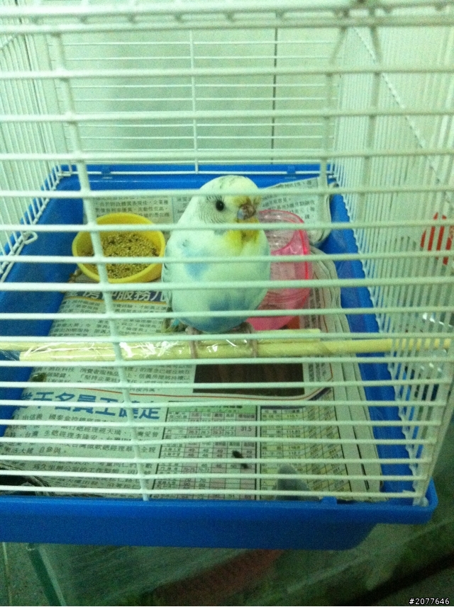 請問這是什麼鳥?