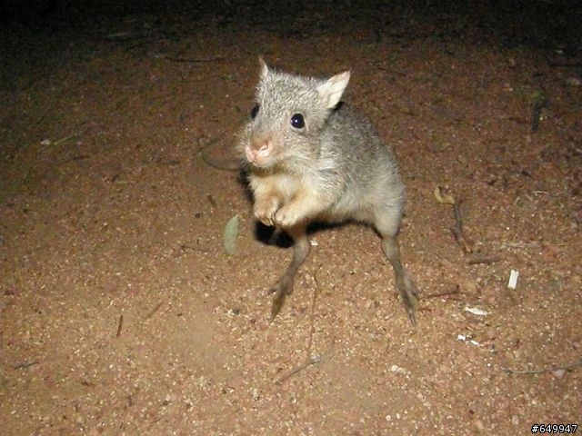 Uluru (aka Ayer's Rock) 露營行程  (圖多）