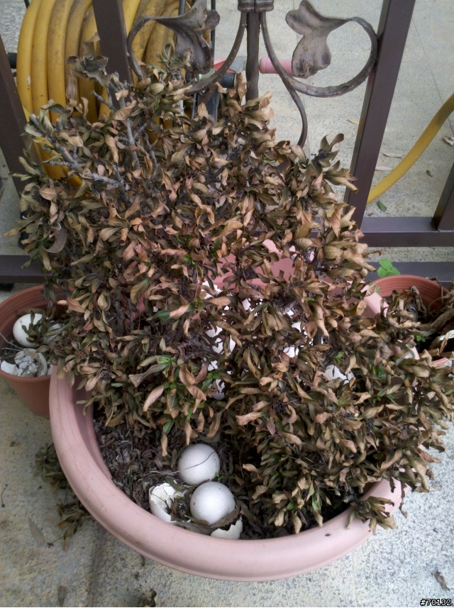 盆栽枯了